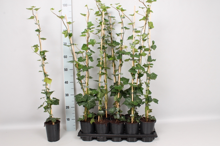 <h4>Hedera 80 / 100 cm</h4>