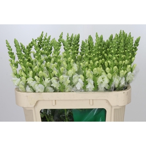 Antirrhinum Potomac Early White