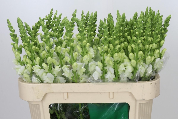 <h4>Antirrhinum Potomac Early White</h4>