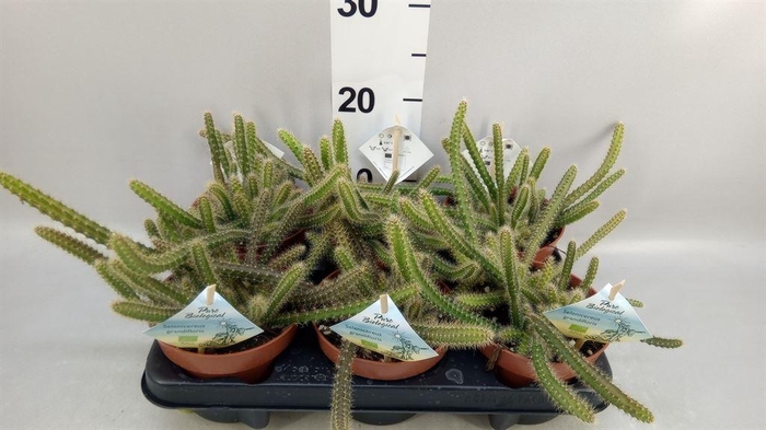 <h4>Cactus   ...mix</h4>