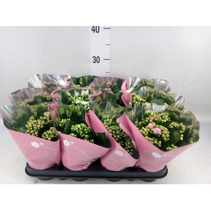 Kalanchoe blos.   ..rosebud mix  3
