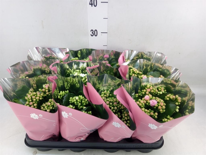 <h4>Kalanchoe blos. ..rosebud mix 3</h4>