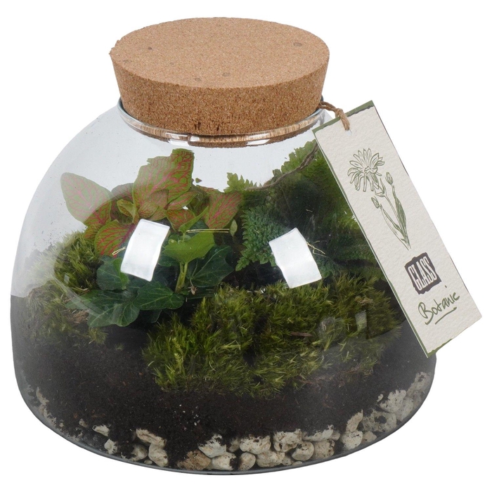 <h4>PTGIG2184 Arrangement Greens in glass in glazen terrarium</h4>