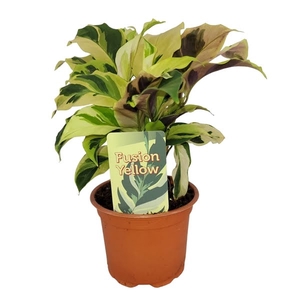 Calathea Fusion Yellow