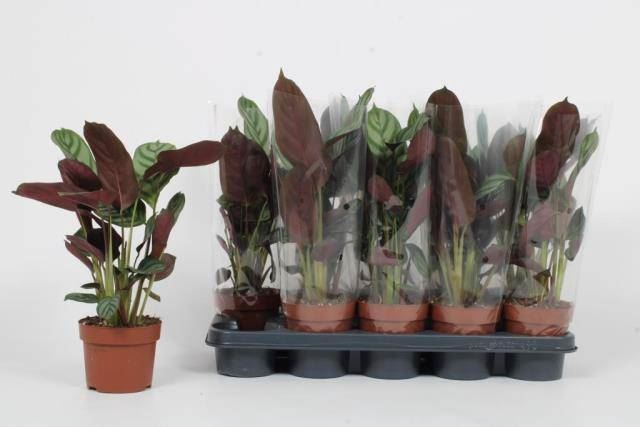 Ctenanthe setosa 'Green Flag'