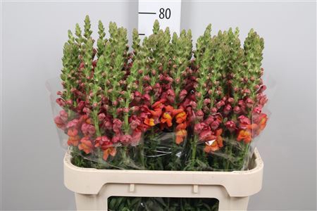 <h4>Antirrhinum majus 'Poto Dk Orange'</h4>