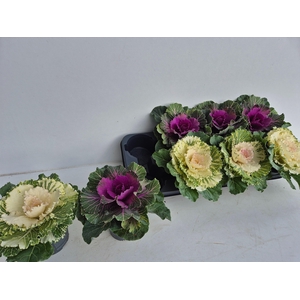 BRASSICA (SIERKOOL)