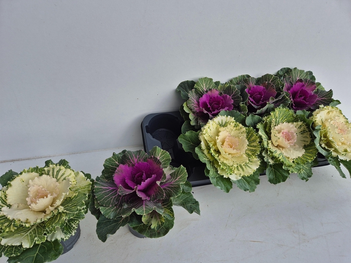 <h4>BRASSICA (SIERKOOL)</h4>