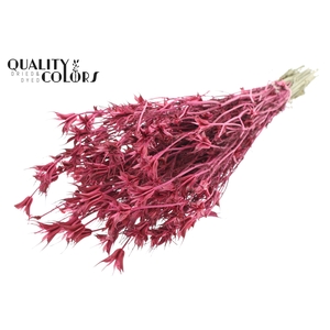 Nigella Oriëntalis per bunch Cerise