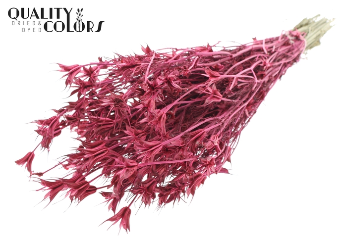 <h4>Nigella Oriëntalis per bunch Cerise</h4>
