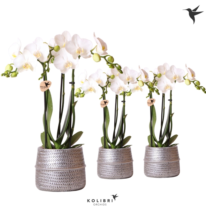 <h4>Kolibri Orchids Phalaenopsis white 3 spike in Groove pot silver</h4>