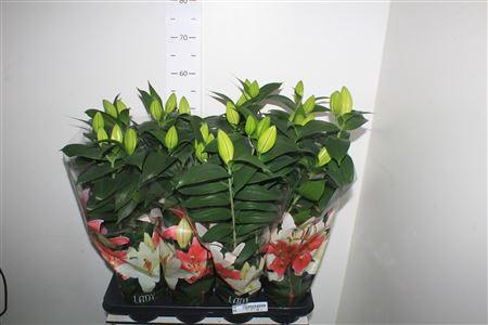 <h4>Lil Or Sunny Robyn</h4>