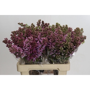 Syringa Vulg Lavaliensis