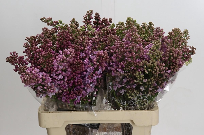 <h4>Syringa Vulg Lavaliensis</h4>