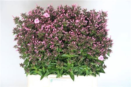 <h4>Phlox P Sweet Dance</h4>