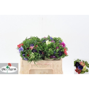 Anem Levante Gemengd