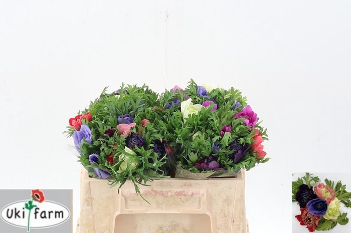 <h4>Anem Levante Gemengd</h4>