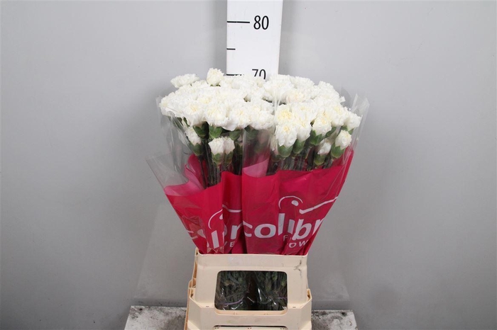 <h4>Di St Moonlight White</h4>