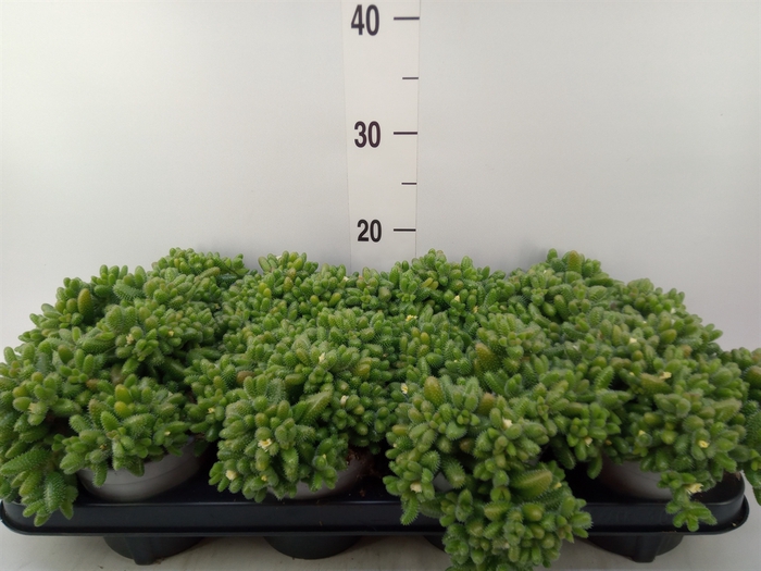 <h4>Delosperma echinatum</h4>