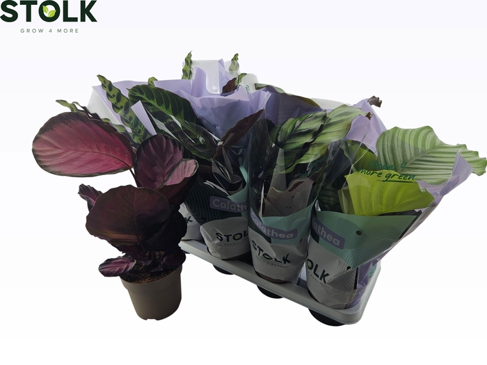 <h4>CALAT GEM 4 SRT</h4>