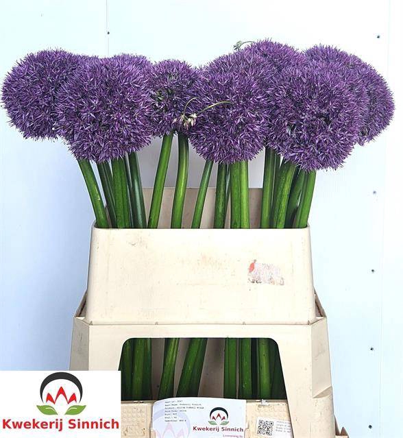 <h4>Allium Pinball Wizar</h4>
