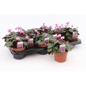Cyclamen Coum Pink