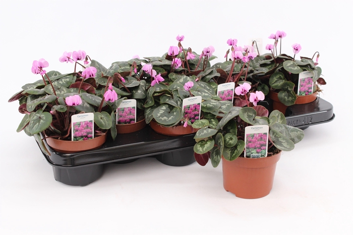<h4>Cyclamen Coum Pink</h4>