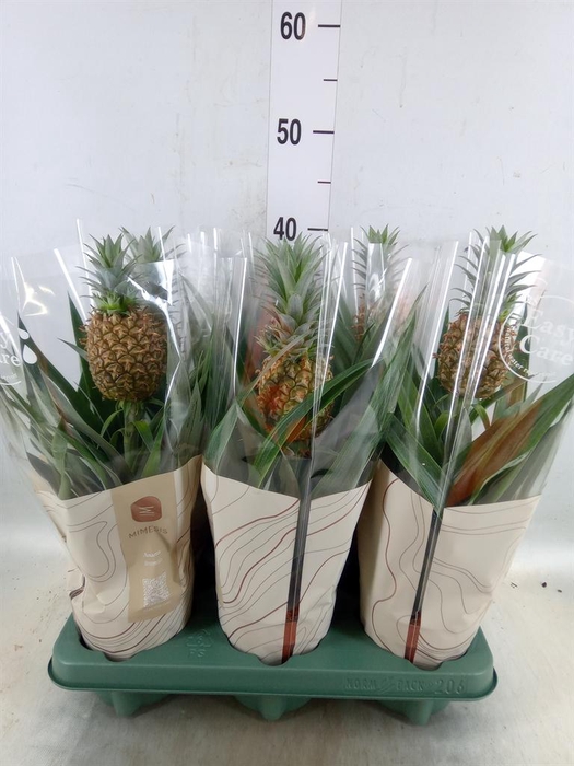 <h4>Ananas  'Rosita'</h4>