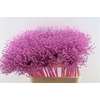 Allium Cherry