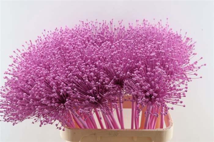 Allium Cherry