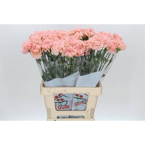 DIANTHUS ST LEGE MARRONE#*