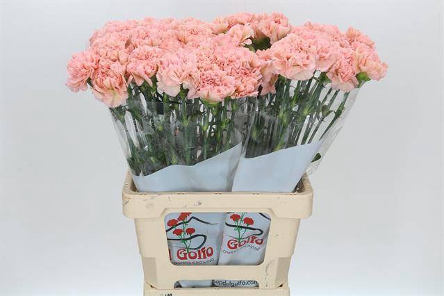 <h4>DIANTHUS ST LEGE MARRONE#*</h4>