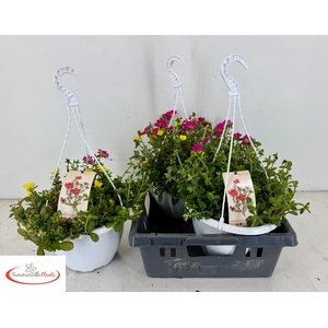 PORTULACA