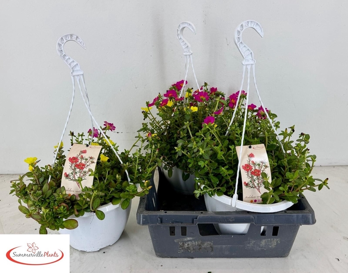 <h4>PORTULACA</h4>