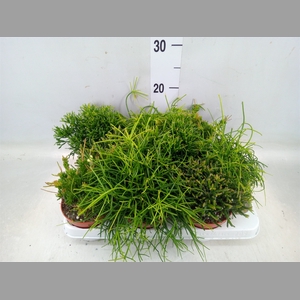 Rhipsalis   ...mix