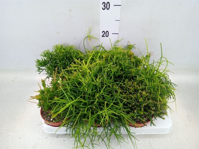 <h4>Rhipsalis   ...mix</h4>