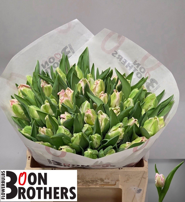 <h4>TU PA ZAMBESI</h4>