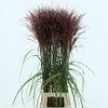 Miscanthus Gold