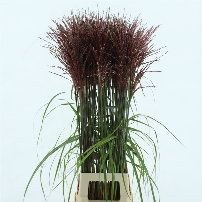 <h4>Miscanthus Malepartus</h4>