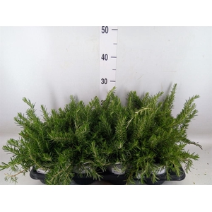 Rosmarinus offi. 'Prostratus'