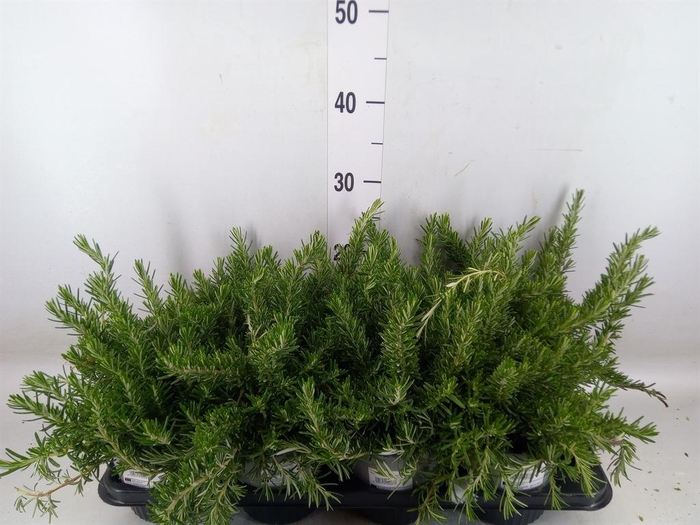 <h4>Rosmarinus offi. 'Prostratus'</h4>