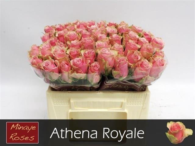 R GR ATHENA ROYALE