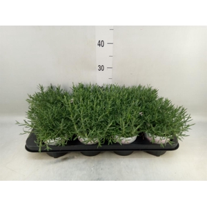 Lavandula angus. 'Rosea'