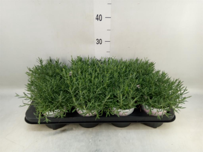 <h4>Lavandula angus. 'Rosea'</h4>