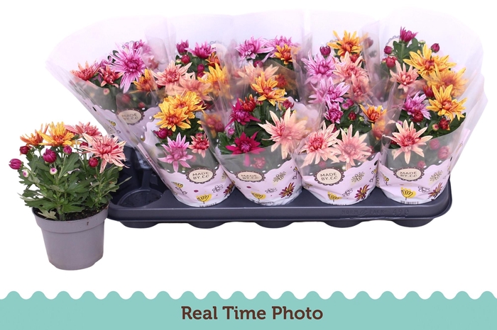 <h4>CHRYS GEM IN POT</h4>