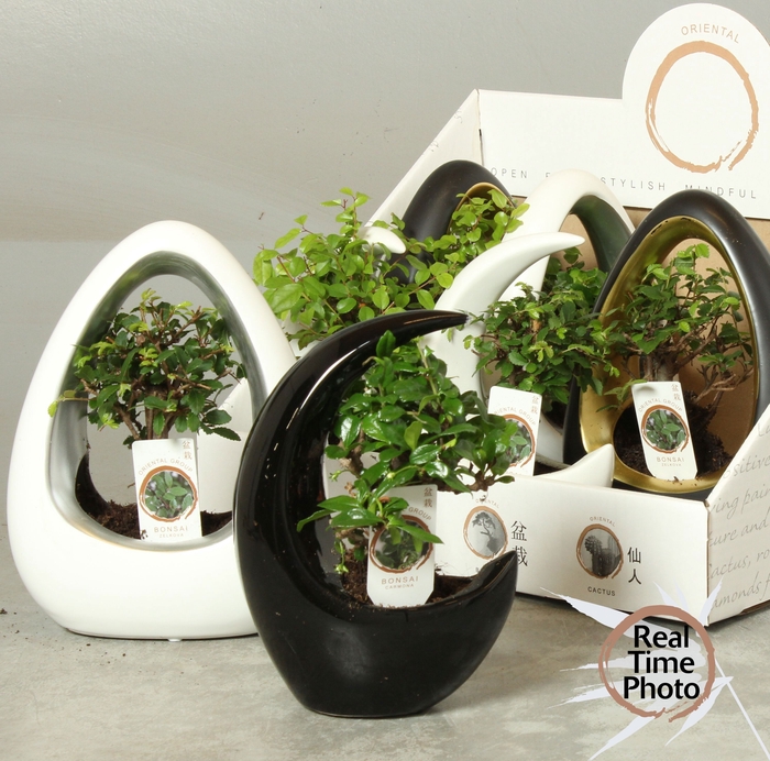 <h4>BONSAI GEM</h4>