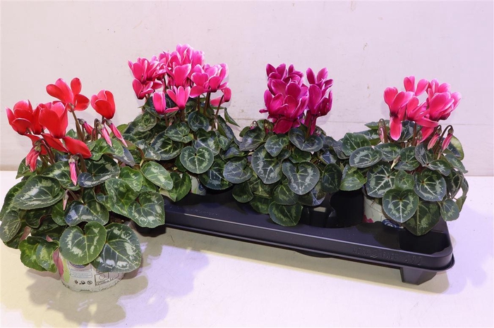 <h4>Cycl Gr Halios Fant</h4>