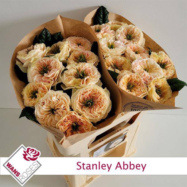 Rosa Garden Stanley Abbey