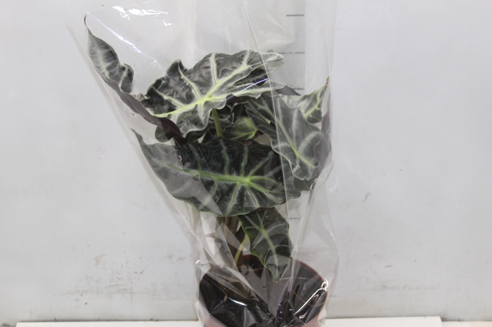 <h4>ALOCASIA POLLY P17</h4>