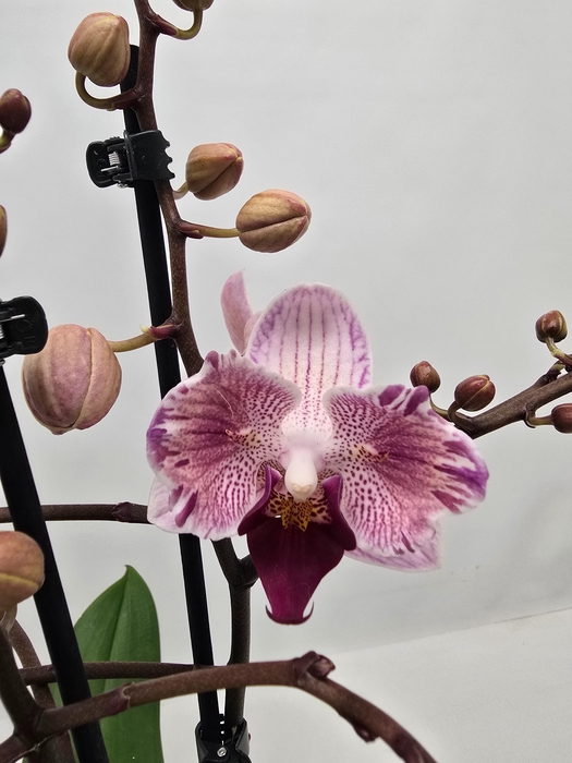 <h4>Limited 63 week 10</h4>